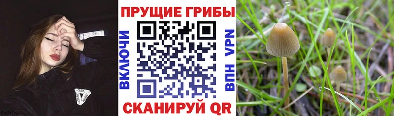 Галлюциногенные грибы Psilocybe  что такое наркотик  Свирск 